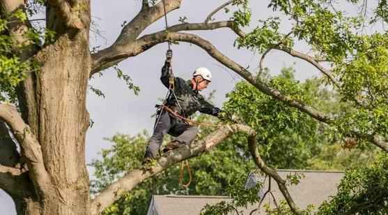 Jasa Tebang Pohon Murah Profesional & Aman | PT Han Kusuma Utama