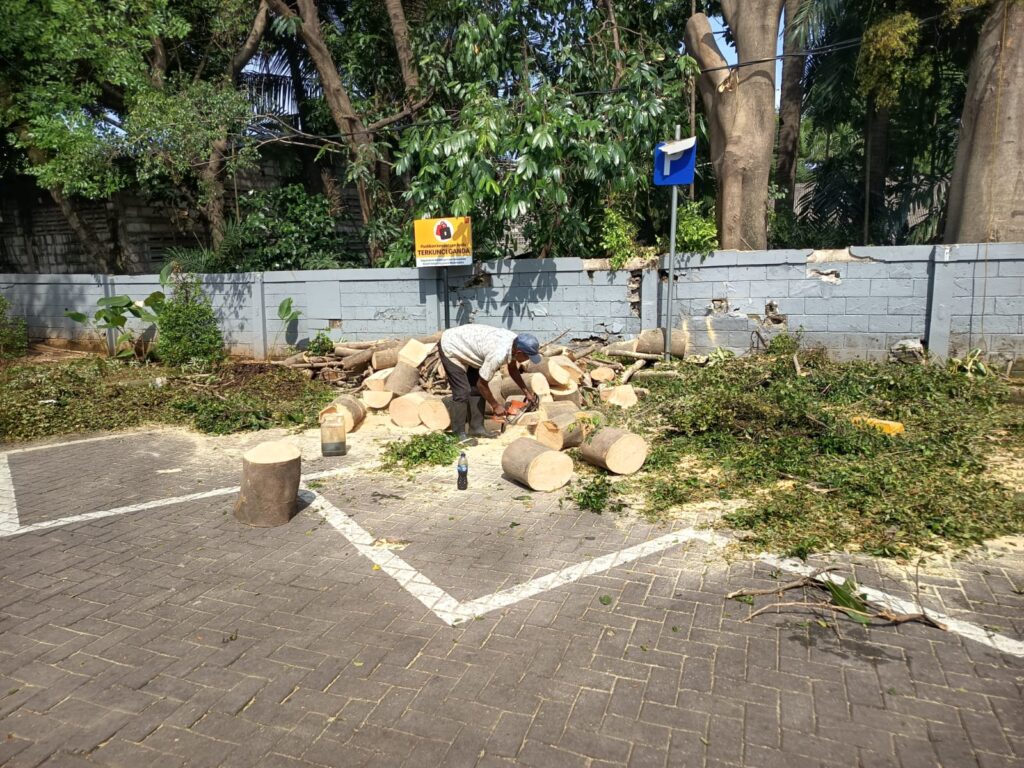 Proyek Tebang Pohon di Area McD Kebon Jeruk Jakarta Barat | PT Han Kusuma Utama